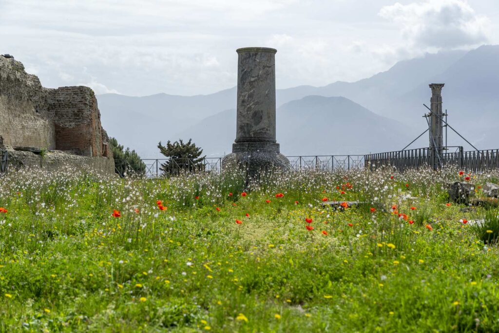Marble column in the Sanctuary of Venus in Pompeii amid spring flowers