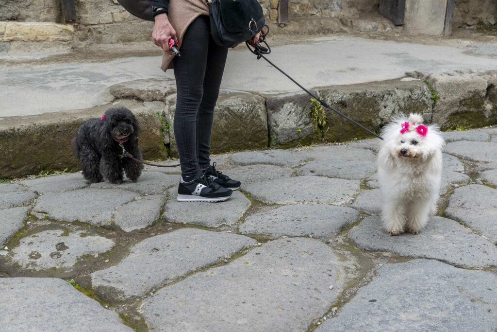 Two dogs on leashes walking through the ancient streets of Pompeii